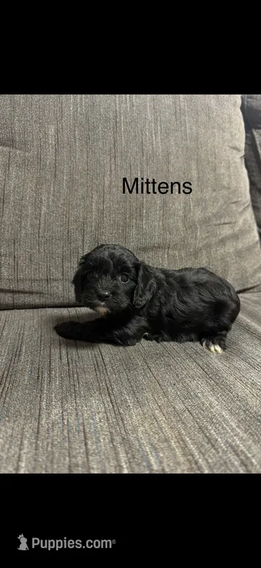 Mittens  – Cavapoo puppy for sale in Sacramento, CA