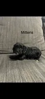 Mittens , a female Cavapoo for sale in Sacramento, CA – 1 of 1