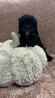 Mittens , a female Cavapoo for sale in Sacramento, CA – 2 of 2