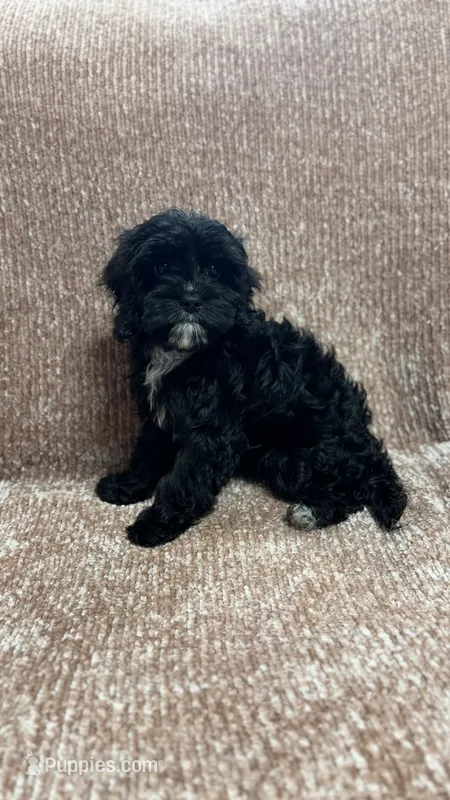 Mittens  – Cavapoo puppy for sale in Sacramento, CA