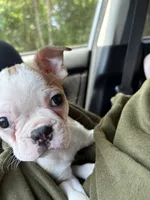 Susie, a female Boston Terrier for sale in Lambsburg, VA – 2 of 4