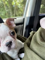 Susie, a female Boston Terrier for sale in Lambsburg, VA – 3 of 4
