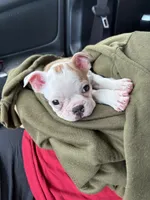 Susie, a female Boston Terrier for sale in Lambsburg, VA – 4 of 4