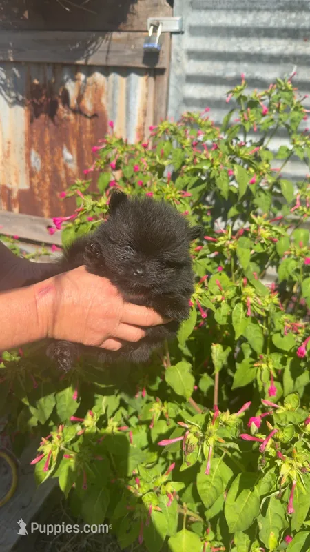 Chocolate male – Pomeranian puppy for sale in Opelousas, LA