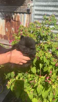 Chocolate male, a male Pomeranian for sale in Opelousas, LA – 1 of 2
