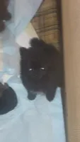 Chocolate male, a male Pomeranian for sale in Opelousas, LA – 2 of 2