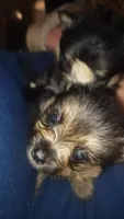 Girl light face, a female Pomeranian and Yorkshire Terrier for sale in Opelousas, LA – 5 of 7