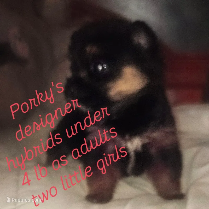 Girl dark face  – Pomeranian, Yorkshire Terrier puppy for sale in Opelousas, LA