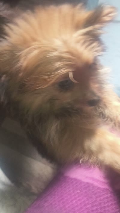Boy pomapoo, a male Pomapoo for sale in Opelousas, LA – 3 of 3