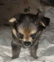 Girl light face, a female Pomeranian and Yorkshire Terrier for sale in Opelousas, LA – 4 of 7