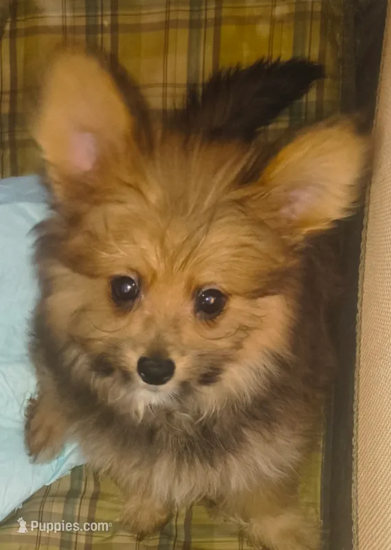 Boy pomapoo – Pomapoo puppy for sale in Opelousas, LA