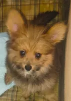 Boy pomapoo, a male Pomapoo for sale in Opelousas, LA – 1 of 3