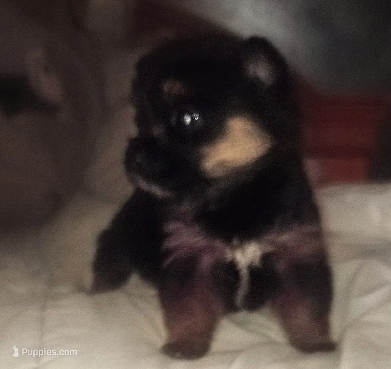 Girl light face – Pomeranian, Yorkshire Terrier puppy for sale in Opelousas, LA