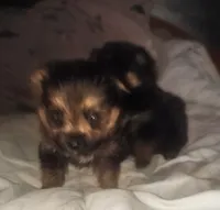 Girl dark face , a female Pomeranian and Yorkshire Terrier for sale in Opelousas, LA – 3 of 6