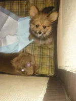 Boy pomapoo, a male Pomapoo for sale in Opelousas, LA – 2 of 3