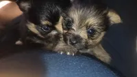 Girl light face, a female Pomeranian and Yorkshire Terrier for sale in Opelousas, LA – 6 of 7