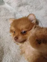 Isla, a female Pomeranian for sale in Ocala, FL – Photo 1 of 2