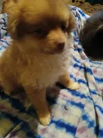 Isla, a female Pomeranian for sale in Ocala, FL – Photo 2 of 2