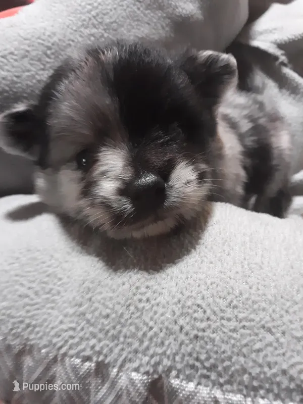 Dreamy 1, a male Pomeranian for sale in Ocala, FL – Photo 1 of 2