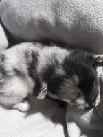 Dreamy 1, a male Pomeranian for sale in Ocala, FL – Photo 2 of 2