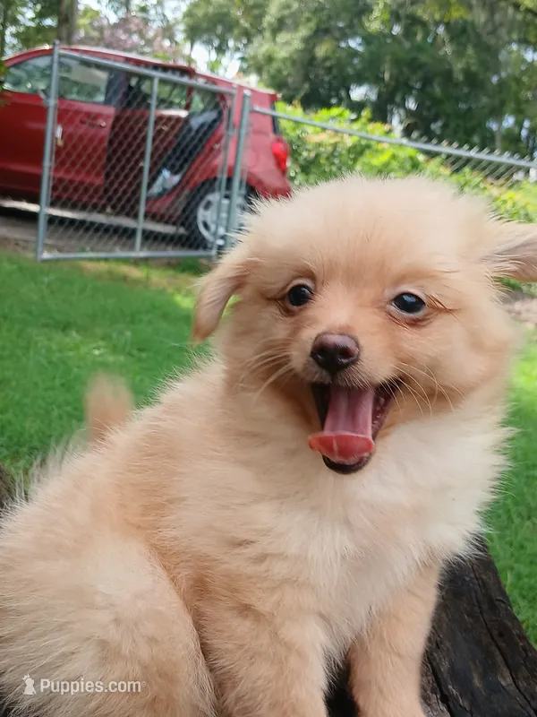 Cash – Pomeranian puppy for sale in Ocala, FL