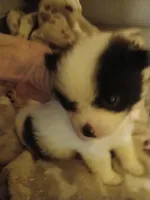 Bliss, a female Pomeranian for sale in Ocala, FL – Photo 1 of 3