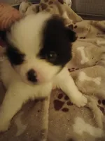 Bliss, a female Pomeranian for sale in Ocala, FL – Photo 2 of 3