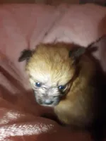 Cutie, a female Pomeranian for sale in Ocala, FL – Photo 2 of 3