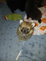 Sissy, a female Pomeranian for sale in Ocala, FL – 1 of 1