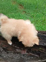 Cash, a male Pomeranian for sale in Ocala, FL – 2 of 2