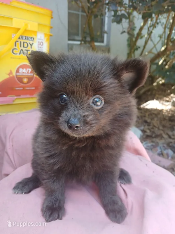 Gracey – Pomeranian puppy for sale in Ocala, FL