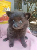 Gracey, a female Pomeranian for sale in Ocala, FL – 1 of 1