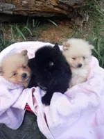 Deja's pups, a female Pomeranian for sale in Ocala, FL – Photo 4 of 4