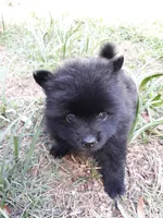 Deja's pups, a female Pomeranian for sale in Ocala, FL – Photo 3 of 4