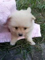Deja's pups, a female Pomeranian for sale in Ocala, FL – Photo 1 of 4