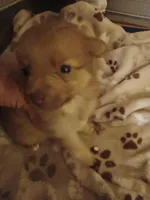 Cami, a female Pomeranian for sale in Ocala, FL – Photo 1 of 3