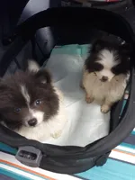 Cozy, a female Pomeranian for sale in Ocala, FL – Photo 4 of 4