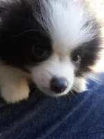 Cozy, a female Pomeranian for sale in Ocala, FL – Photo 2 of 4