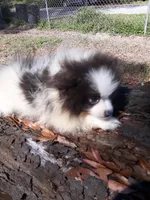 Cozy, a female Pomeranian for sale in Ocala, FL – Photo 1 of 4