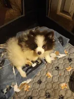 Cozy, a female Pomeranian for sale in Ocala, FL – Photo 3 of 4