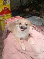 BB, a female Pomeranian for sale in Ocala, FL – 1 of 1