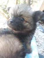 Deja's pups, a female Pomeranian for sale in Ocala, FL – Photo 2 of 6