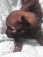 Deja's pups, a female Pomeranian for sale in Ocala, FL – Photo 6 of 6