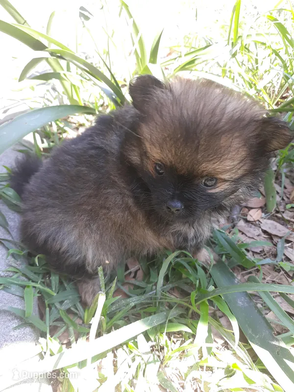 Deja's pups, a female Pomeranian for sale in Ocala, FL – Photo 1 of 6