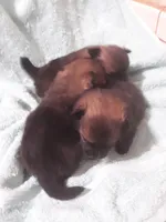 Deja's pups, a female Pomeranian for sale in Ocala, FL – Photo 5 of 6