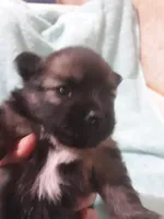 Deja's pups, a female Pomeranian for sale in Ocala, FL – Photo 3 of 6