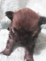 Deja's pups, a female Pomeranian for sale in Ocala, FL – Photo 4 of 6