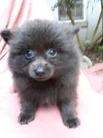 Dreamy 1, a male Pomeranian for sale in Ocala, FL – Photo 1 of 2