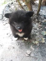 Bubbles, a female Pomeranian for sale in Ocala, FL – Photo 2 of 3