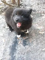 Bubbles, a female Pomeranian for sale in Ocala, FL – Photo 1 of 3